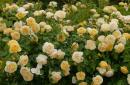 Благородная желтая роза Graham Thomas