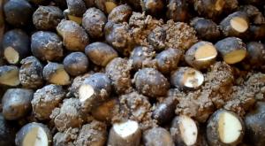 Как повысить урожайность и избавиться от болезней картофеля Сколько способов размножения картофеля