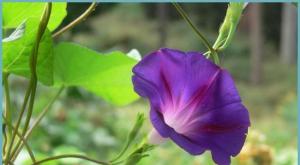 Ипомея – цветы-граммофоны на вертикальных опорах Почему не растет ипомея