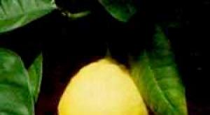 Виды и сорта комнатных домашних лимонов Требования к грунту
